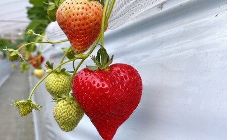 いちご 朝倉市産 あまおう 3L 12～15玉 いちご