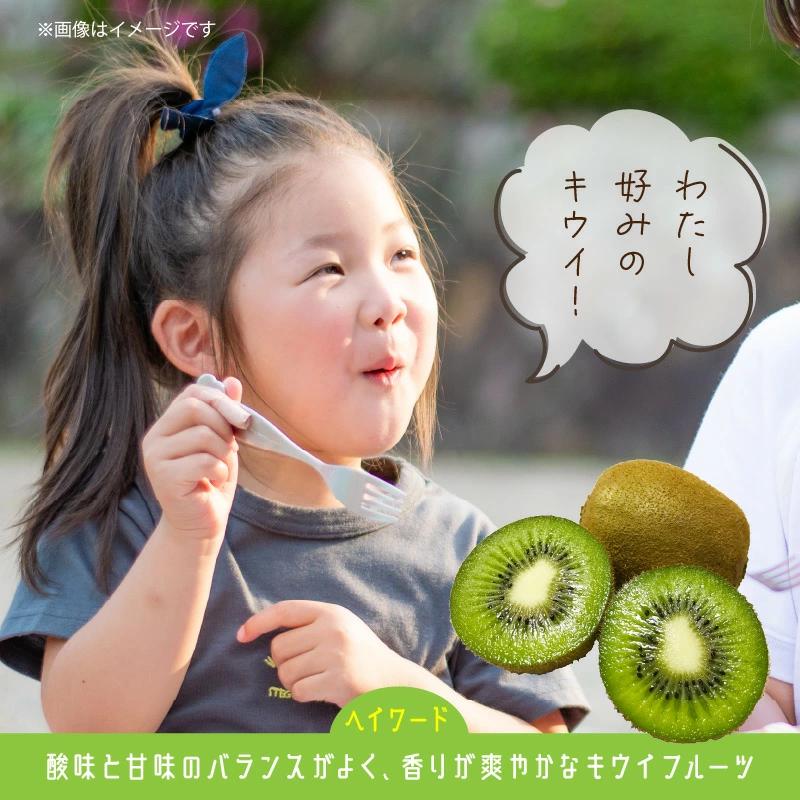 未追熟 キウイフルーツ 36玉（約3.6kg）_2302R