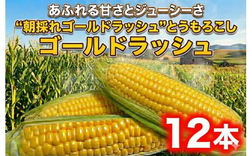 とうもろこし ゴールドラッシュ 12本 朝採り とれたて トウモロコシ 先行予約 2026年6月発送 コーン 新鮮 ジューシー 甘い ko-n こーん 美味い おやつ とうきび 国産 旬 夏野菜 野菜 やさい 数量限定 農家直送 産地直送 10000円 神奈川 湘南 藤沢 亀井農園