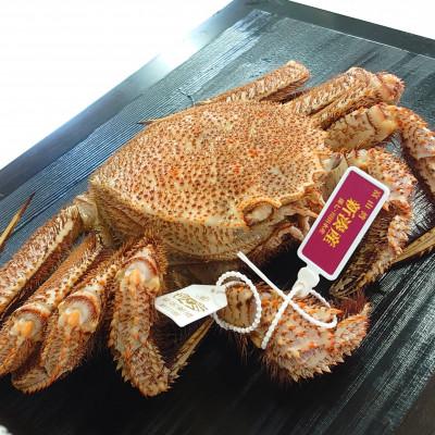 ふるさと納税 射水市 【富山産】毛ガニ約900g(孫七タグ付き)