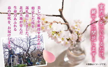 【希少品種】”花守”が代々守り育てた桜の枝 約30cm 3本 八重桜 サクラ 枝 松前産 桜の里 産地直送 南殿 糸括 関山 血脈桜 春 季節の 切り枝 枝もの 枝物 生花 活け花 花材 桜湯 インテ