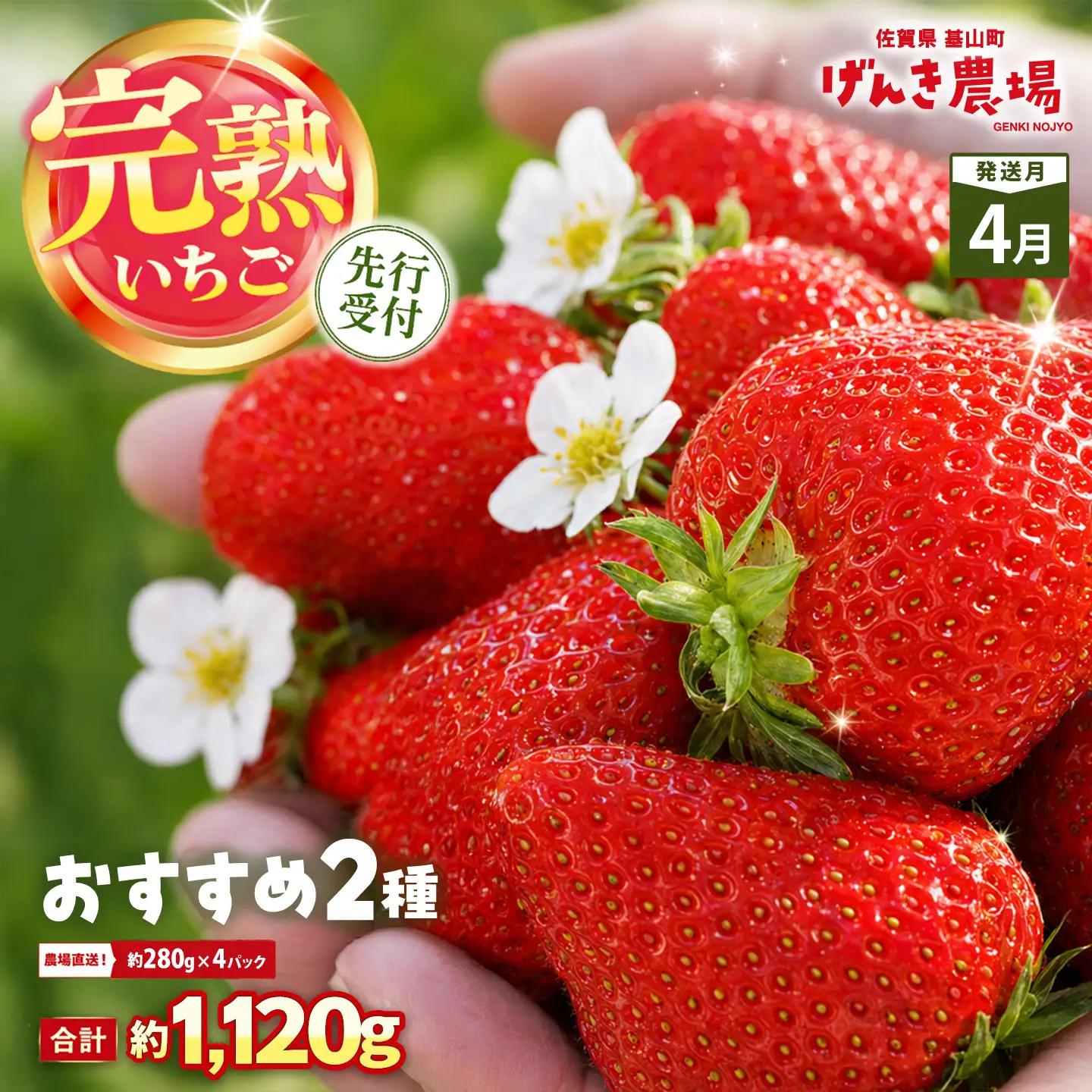 【2027年4月発送】【先行予約】【農場直送！】いちご2品種食べ比べ(約280g×4P) K100112