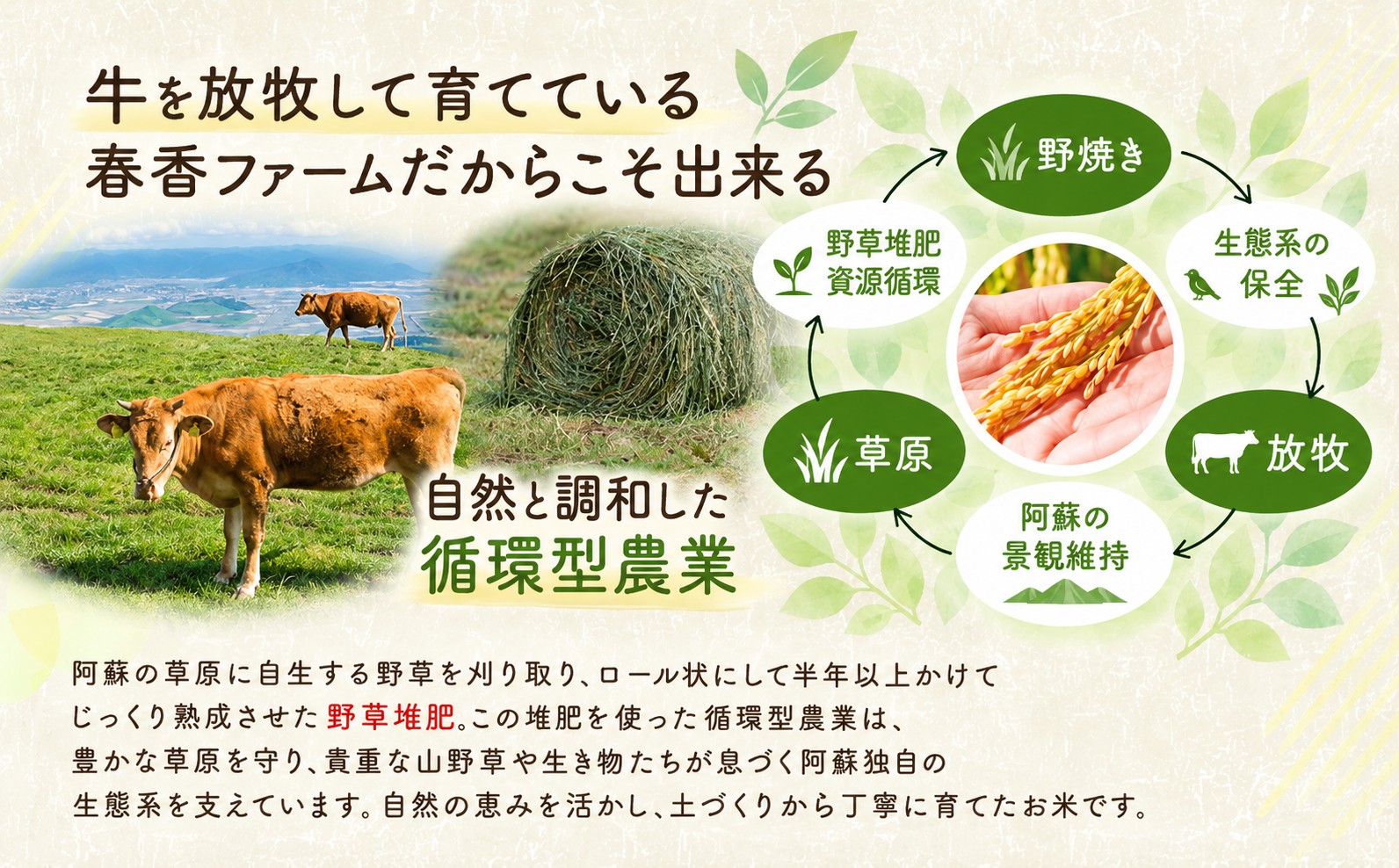 令和8年産 玄米 おとみや日和 阿蘇の名水と野草堆肥のめぐみ 10kg×3回 春香ファーム 《11月頃出荷》 玄米 定期便 3回 10kg お米 阿蘇 名水 野草堆肥 おとみや日和 春香ファーム---