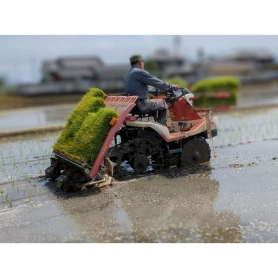 ふるさと納税 三宅町 【3回定期便】ひのひかり 玄米5kg×3回 全15kg 奈良県 三宅町 ヒノヒカリ 志埜米穀店