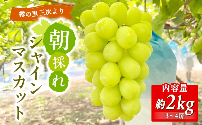 
                  シャインマスカット 家庭用 約2kg (3～4房) ＜9月上旬ごろから順次発送＞ 朝どれ 新鮮 パリッ ぶどう 冷蔵便 チルド便 クール便 ブドウ 葡萄 シャイン マスカット 自宅用 シェア 産地直送 農家直送 送料無料 おすすめ 人気 広島 みよし 三次市 / ぶどうばたけ344 [APDJ002]
                