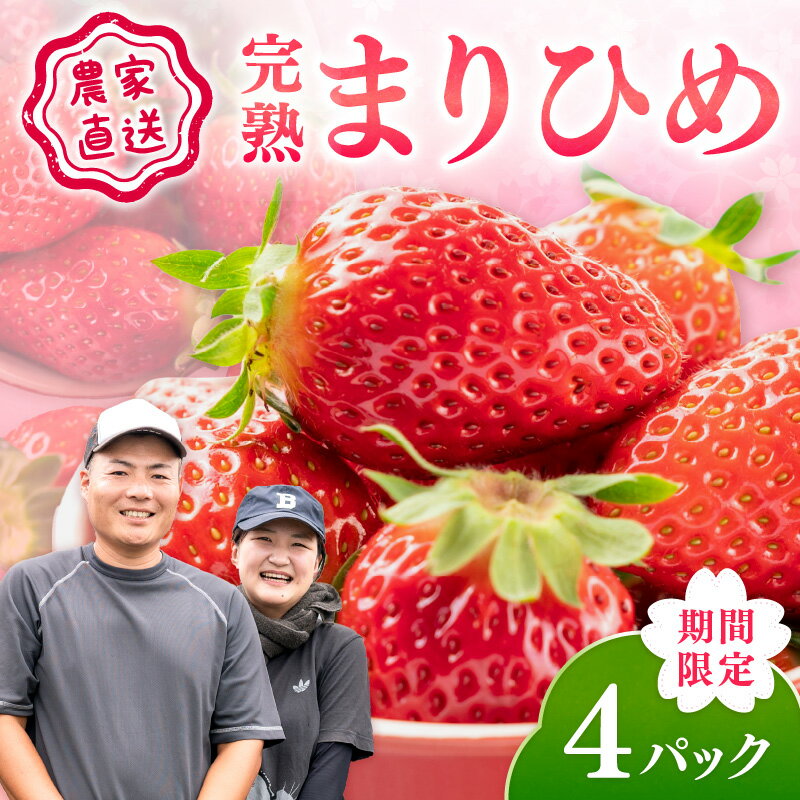 【ふるさと納税】農家直送！まりひめ　いちご　4パック（限定価格）《先行予約》2026年4月より順次発送【配送不可地域：北海道・沖縄・離島】 いちご 苺 イチゴ フルーツ くだもの 果物 旬 パック 送料無料 ふるさと納税 いちご 予約 先行予約