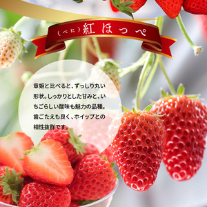 【2025年2月からお届け】いちご1ホール 9粒～12粒