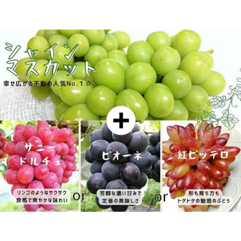 【ふるさと納税】【産地直送】岡山県産ぶどう詰合せ1.2kg(シャインマスカット+旬ぶどう)【配送不可地域：離島】【1290454】