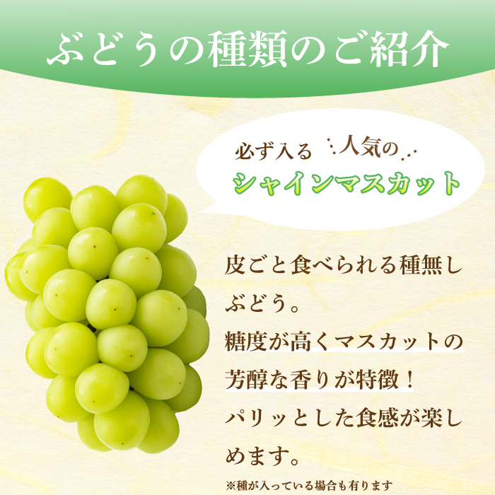 【先行受付】みのる農園おまかせ ぶどう食べくらべ（4房）葡萄 ブドウ 詰合せ 果物 フルーツ 2025年7月～10月上旬お届け 広島県三原市 206001