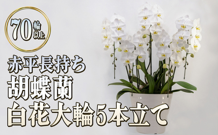 胡蝶蘭白花大輪赤平長持ちギフト胡蝶蘭【5本立て70輪以上】