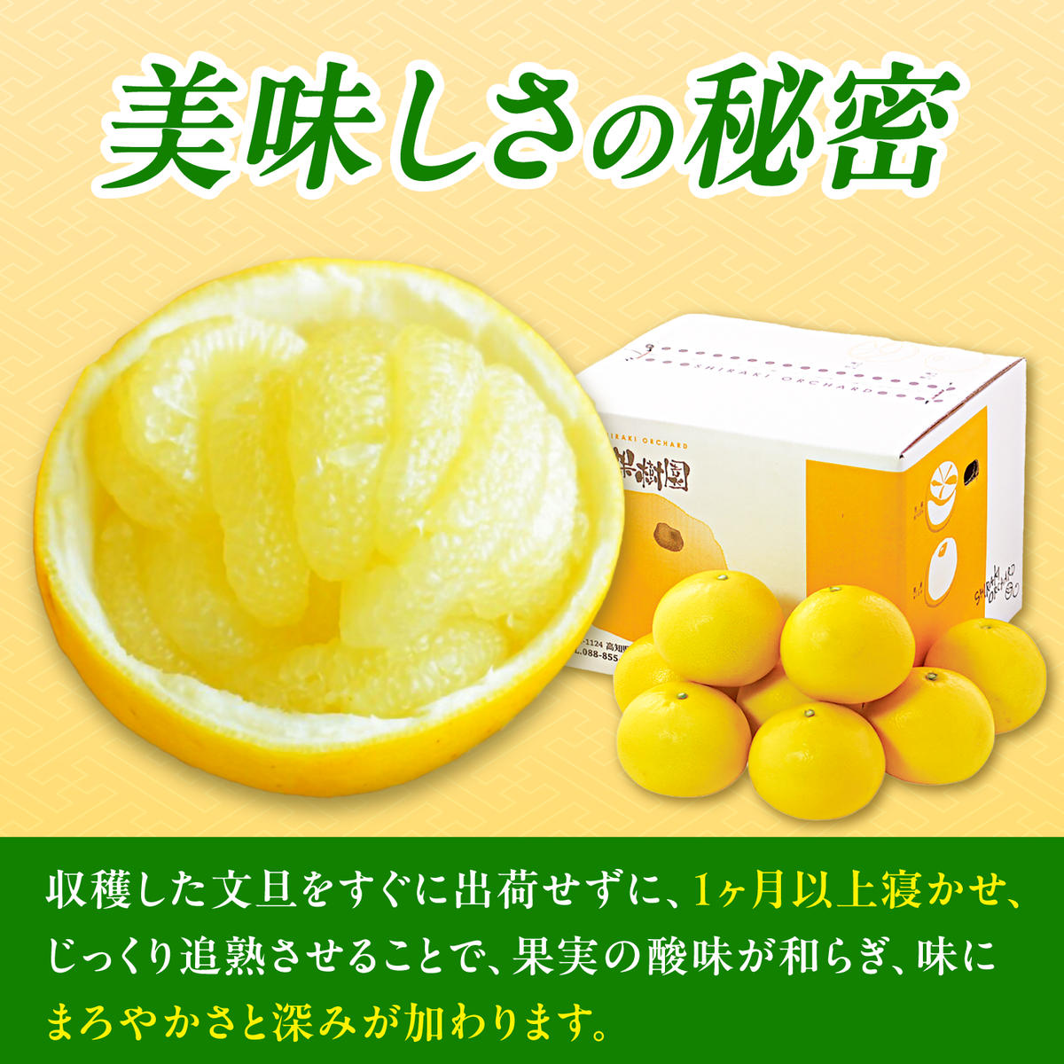 【先行予約】＼果樹園直送／贈答品 土佐文旦 約10kg  大玉 4L～3Lサイズ (13～18個入り)〈2027年2月中旬～3月中旬頃発送〉 高知県 土佐市【白木果樹園】 [BQAI004]
