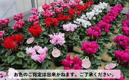 シクラメン 1鉢( 5寸鉢 )クリスマス 冬の花 鉢植え 6寸 1鉢 高品質 国内産 国産 花 生花 観賞 プレゼント 贈り物 ギフト 岩手県 北上市 舶来屋 D0544