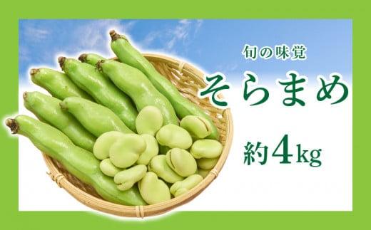 旬の味覚 そらまめ 約4kg【2026年4月下旬～2026年5月下旬配送】