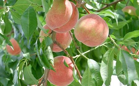 FYN6-115 ≪2026年先行予約≫8月発送 山形県産 品種おまかせ 白桃 約3kg（8～12玉） 秀品 2026年8月上旬から順次発送 桃 もも モモ 果物 くだもの 夏果実 フルーツ 産地直送