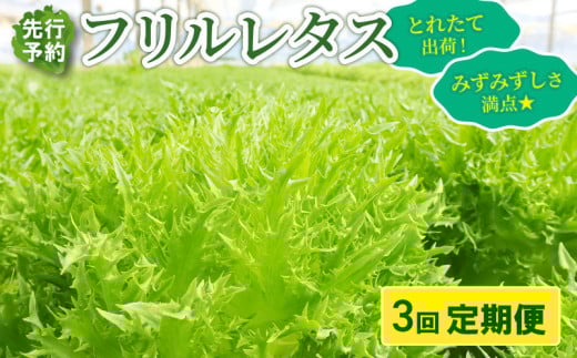 【先行予約】 フリルレタス 全3回発送 ＜ 定期便 固定月 ＞ 新鮮レタス フレッシュ レタス サラダ 健康志向 野菜 こだわり 産地直送 土壌栽培 新鮮 とれたて 採れたて 冷蔵 低カロリー ヘルシー レタスボウル 副菜 常備菜 緑黄色野菜 ベジタブル ヴィーガン 千葉県 旭市 Farm Fujinaga ffn004