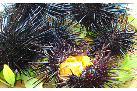 長崎俵物 五島列島 粒うに セット 60g×2本 珍味 ムラサキウニ 五島市/奈留町漁業協同組合 [PAT002]