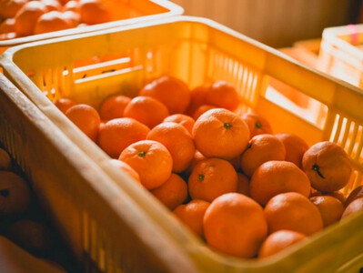 手が止まらない 訳あり 有田みかん 約5kg 大きさ無選別（2S〜3L） 糖度11度以上 鳴川農園