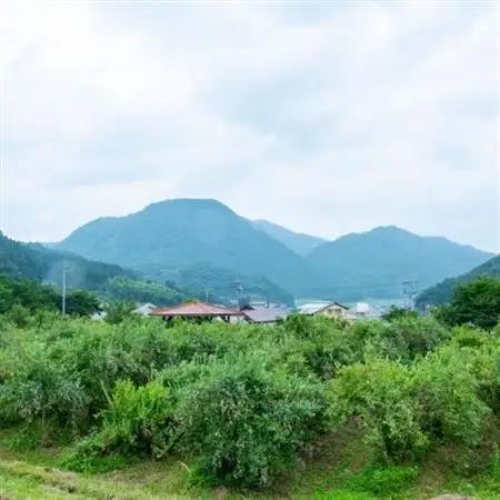 【2026年7～8月】【時間無制限】ブルーベリー食べ放題　2名分【1272521】