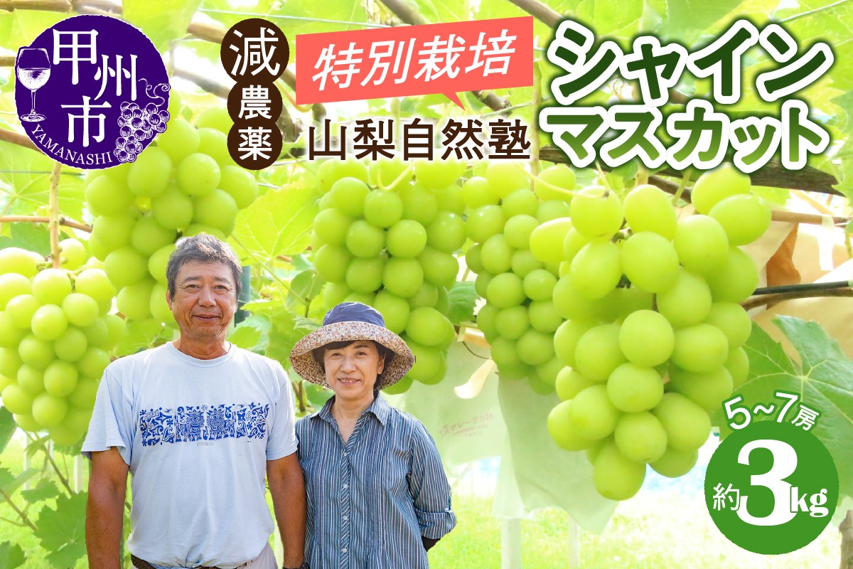 
            減農薬「特別栽培」やまなし自然塾の甲州市産シャインマスカット 約3kg【2025年発送】（YSGK）C5-160 【シャインマスカット 葡萄 ぶどう ブドウ 令和7年発送 期間限定 山梨県産 甲州市 フルーツ 果物】
          