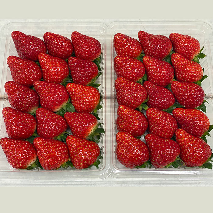 【定期便4回】山形のすっごく美味しい果物定期便 【令和8年産先行予約】FU23-767