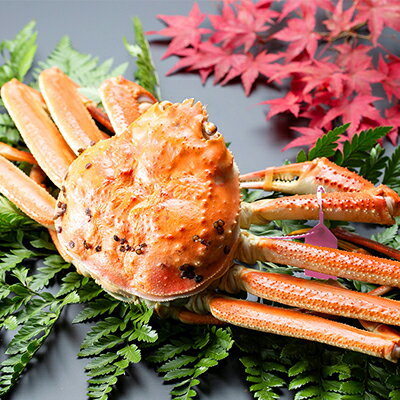 【ふるさと納税】茹で松葉蟹 特々大1杯（1,100g級）〈11月中旬～2026年3月末頃発送〉 蟹 カニ かに 松葉蟹 松葉ガニ ズワイガニ ボイル　お届け：2025年11月中旬～2026年3月末頃