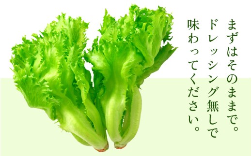 定期便 ≪2ヶ月連続お届け≫ 美浜の水で育ったピュアレタス　フリルレタス 20袋【栽培期間中 農薬不使用 野菜 生野菜 レタス グリーンリーフ サラダ サンドイッチ お弁当 水耕栽培 洗わず食べられる 時短 付け合わせ ダイエット ヘルシー】[m40-c007]