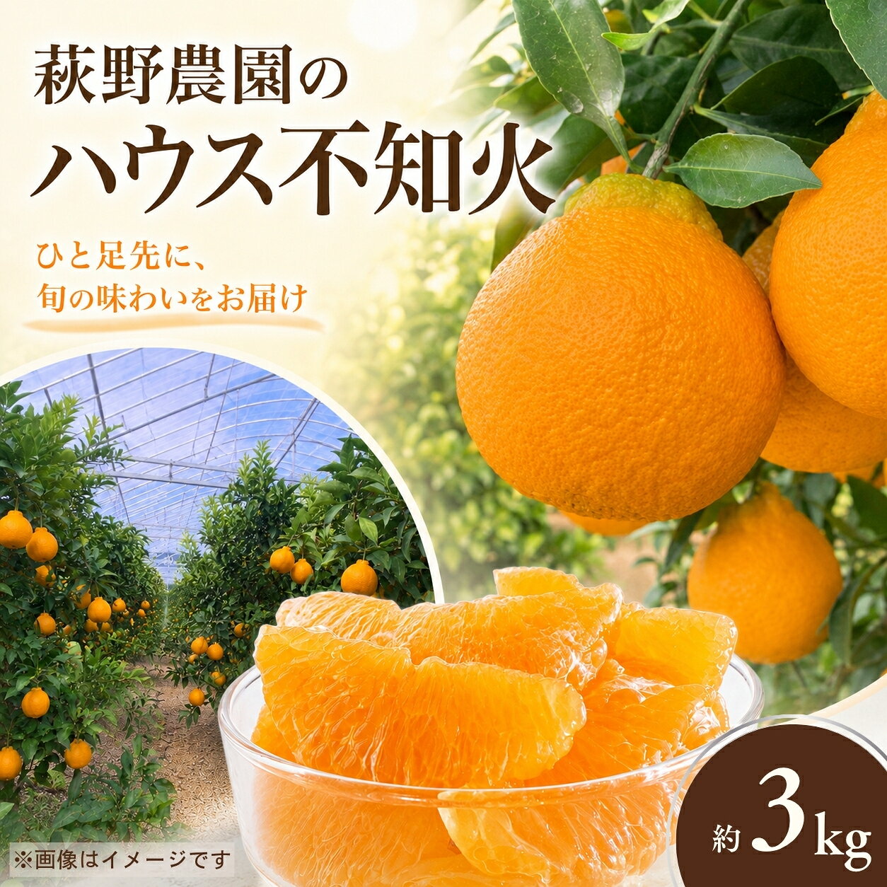 【ふるさと納税】 不知火 萩野農園の ハウス不知火 3kg 2L以上 9玉～12玉 みかん ミカン 不知火 しらぬい 果物 くだもの フルーツ 旬 人気 農家直送 産地直送【2027年1月初旬から1月中旬までに順次発送予定】