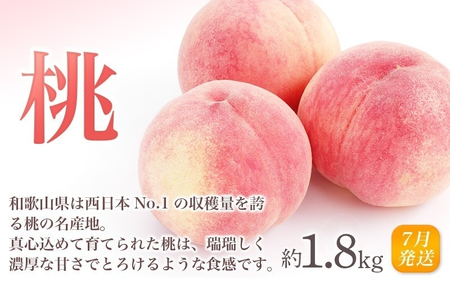 定期便【全3回/7・8・9月】和歌山の旬のフルーツ定期便！人気の桃・ピオーネ・梨をお届け♪【tkb306】