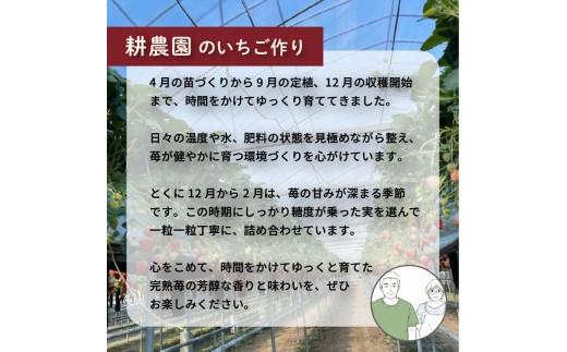 先行予約 いちご 苺 おいCベリー 贈答品 4パック：36～54粒 （2027年1月発送開始） | 紅ほっぺ 希少 新品種さちのか 高級 厳選 こだわり 贅沢 贈り物 ギフト プレゼント 限定 お取り