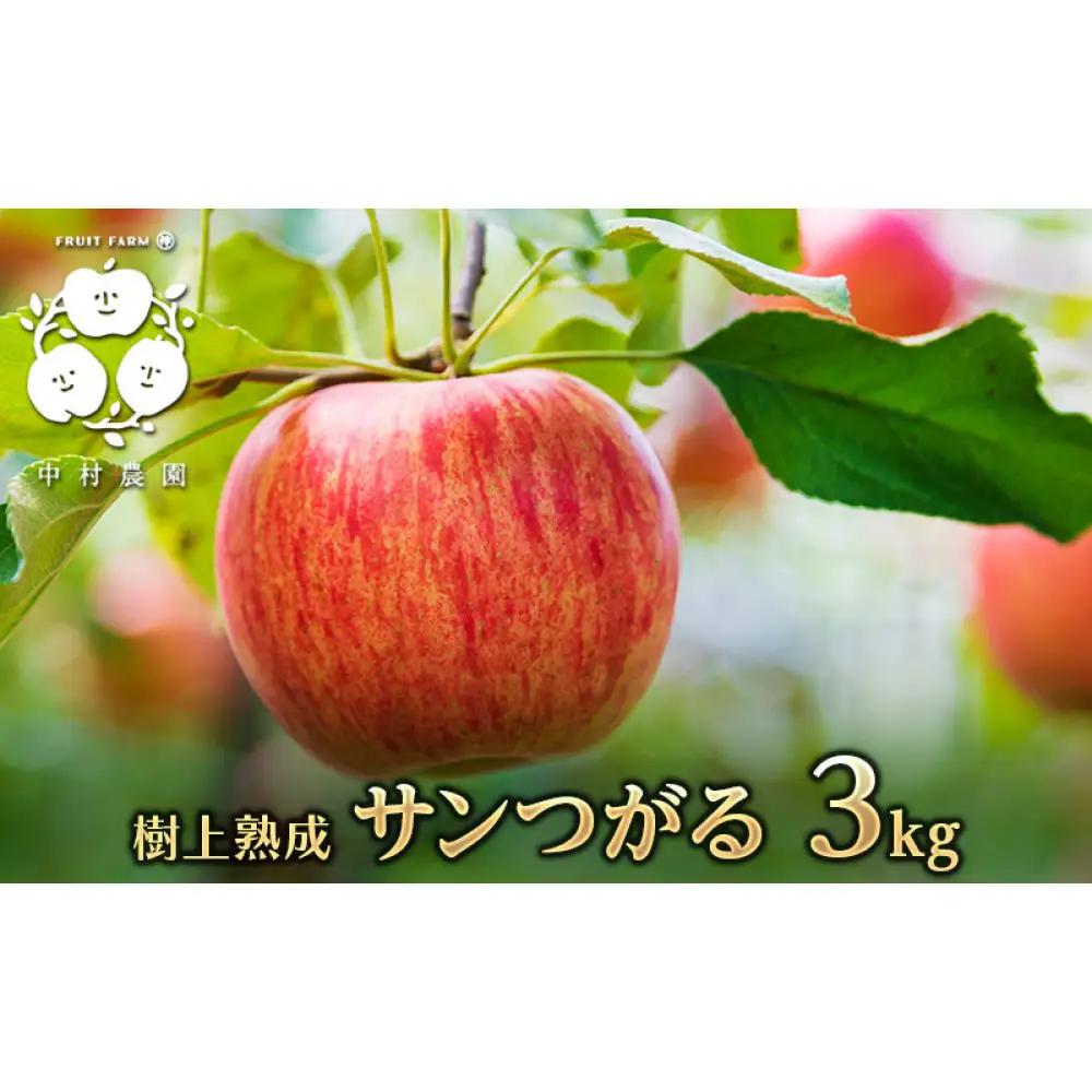 フルーツファーム中村農園　【8月下旬発送 先行予約】樹上熟成　サンつがる 3kg | りんご サンつがる