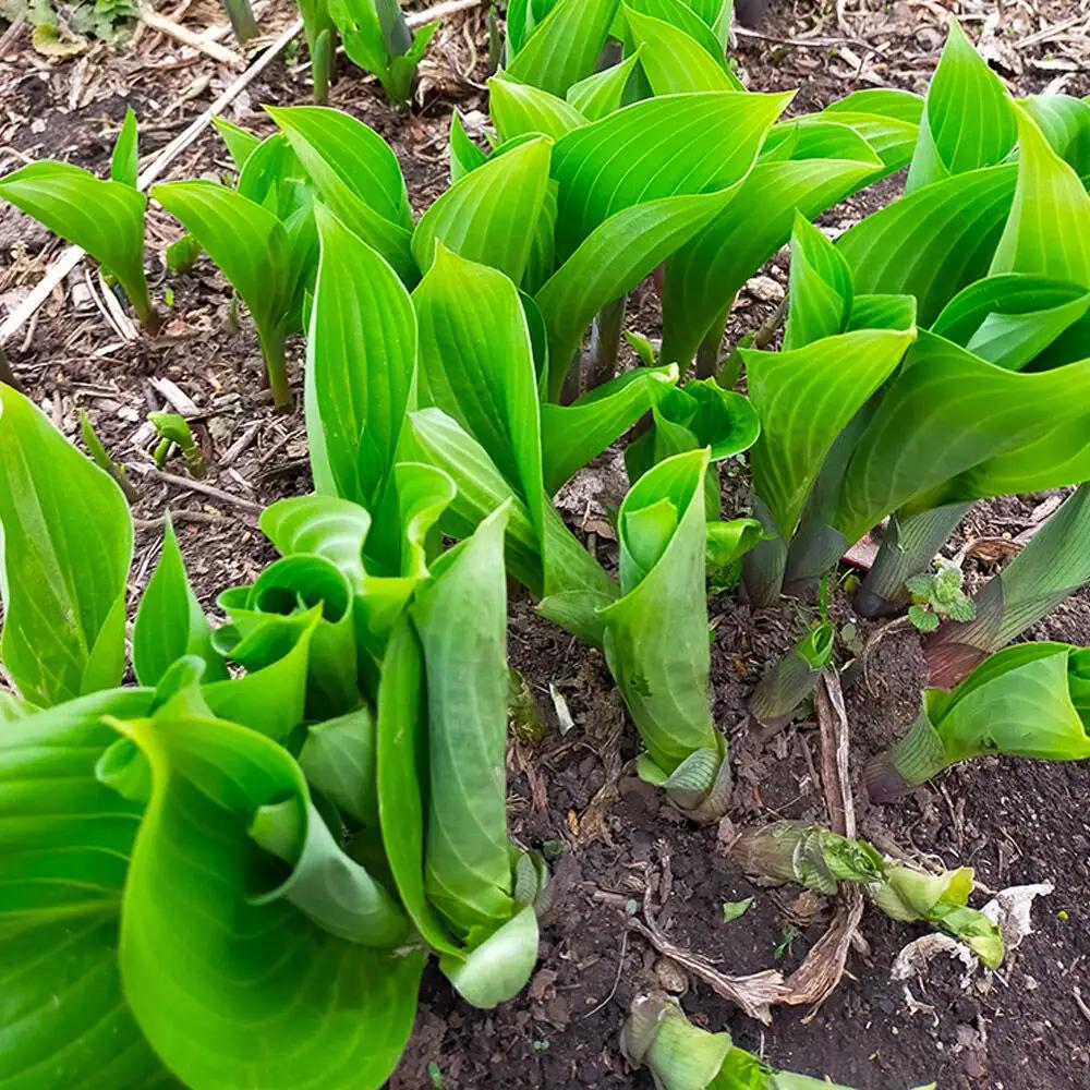 【先行受付】青森県十和田市産 山菜セット（2～5種類 種類おまかせ）1箱