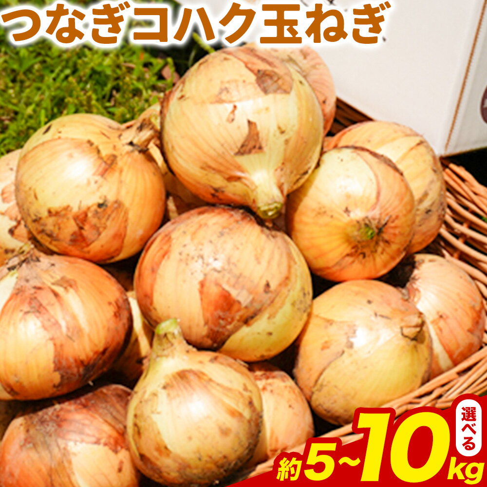 【ふるさと納税】玉ねぎ つなぎコハク玉ねぎ 選べる内容量 約5kg 約10kg《4月中旬-5月中旬出荷》熊本県 葦北郡 津奈木町 つなぎ琥珀玉ねぎプロジェクト 野菜 たまねぎ