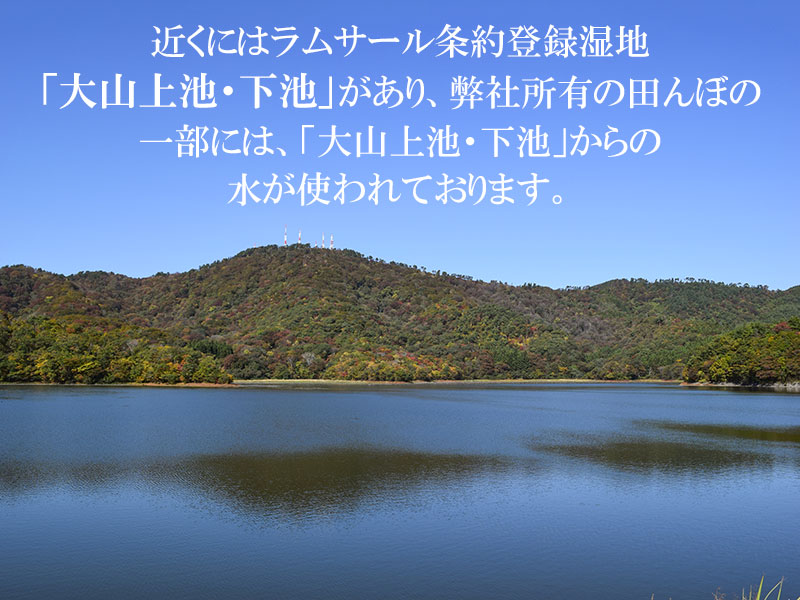 【令和8年産】 馬町さくらファームのはえぬき 無洗米 5kg（5kg×1袋） 山形県鶴岡市 K-831 | 米 はえぬき お米 5キロ コメ こめ ご飯 ごはん ブランド米 米どころ 庄内米 国産 美