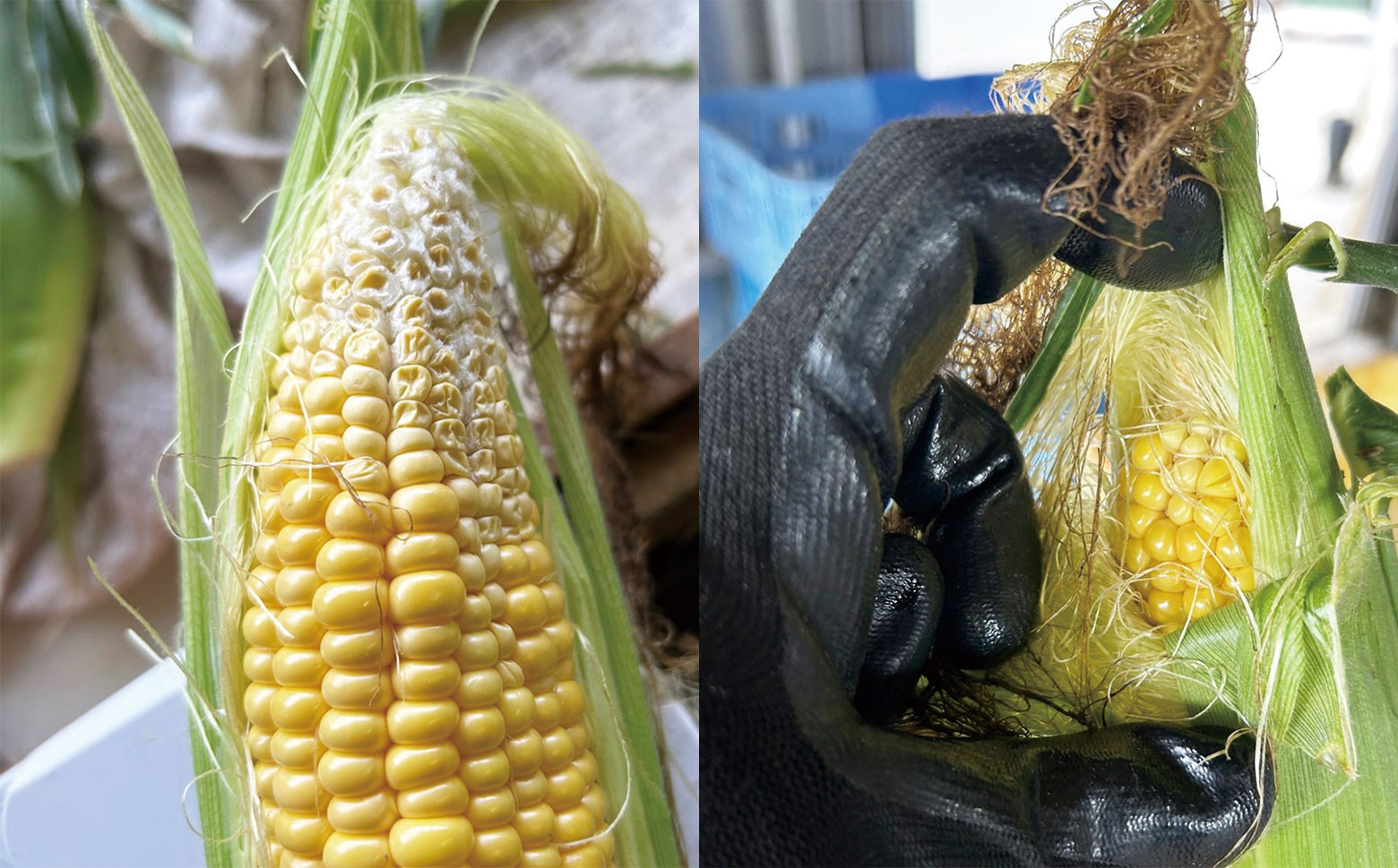 ※先端不稔のものが一部含まれる場合がありますが、いずれも地元産直で通常販売されているもので、品質・味には問題ありません。