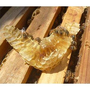 勝浦産　非加熱の生ハチミツ 1kg【夏の百花蜜】【1135470】