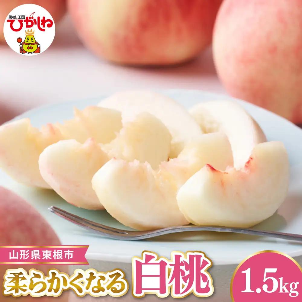 【2026年産】東根産 白桃 秀品 柔らかくなる桃 約1.5kg 白桃