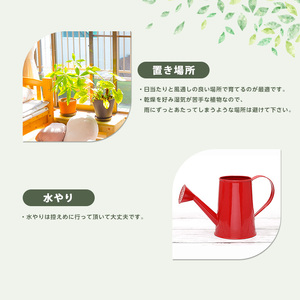 2025年3月中旬～発送【観葉植物】アガベ ベネズエラ黄40cm～60cm(Green Farm M/016-1357) 観葉植物 植物 鉢付 インテリア 室内 オフィス おしゃれ プレゼント ギフト