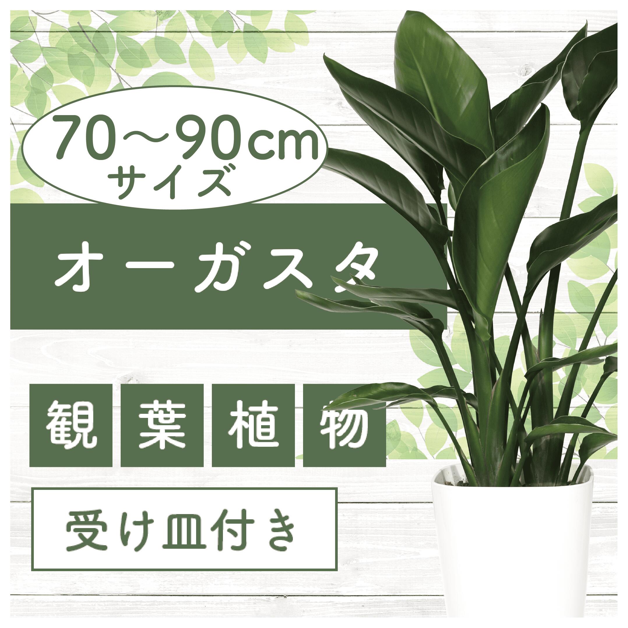 【ふるさと納税】オーガスタ(70cm～90cm・白色プラスチック鉢・受け皿付き) ※北海道・沖縄・離島配送不可※ 観葉植物 植物 鉢付 インテリア 室内 オフィス おしゃれ プレゼント ギフト 開店祝い 移転祝い マイナスイオン【緑の中道】