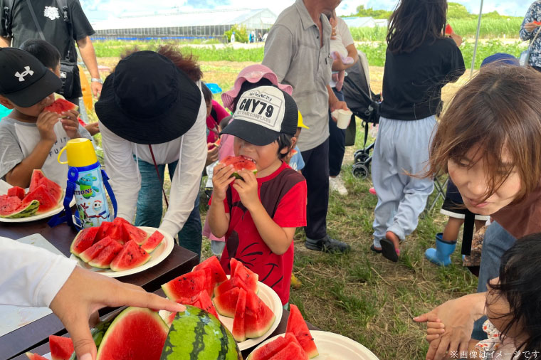 【2025年5月中旬より順次発送】タネまで食べられる？！ タネまで美味しいスイカ「ぷちっと」約3kg（1玉）｜沖縄 沖縄県 豊見城市 ふるさと納税 果物 スイカ フルーツ すいか 送料無料(CI001