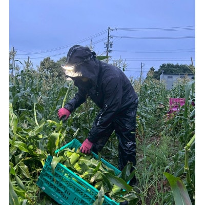 【2026年6月～7月順次発送】とうもろこし ホワイト 訳あり 5kg 朝採り スイートコーン【配送不可地域：離島・北海道・沖縄県・東北・中国・四国・九州】