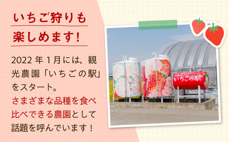 いちご【4回定期便】いちご食べ比べ IAP011