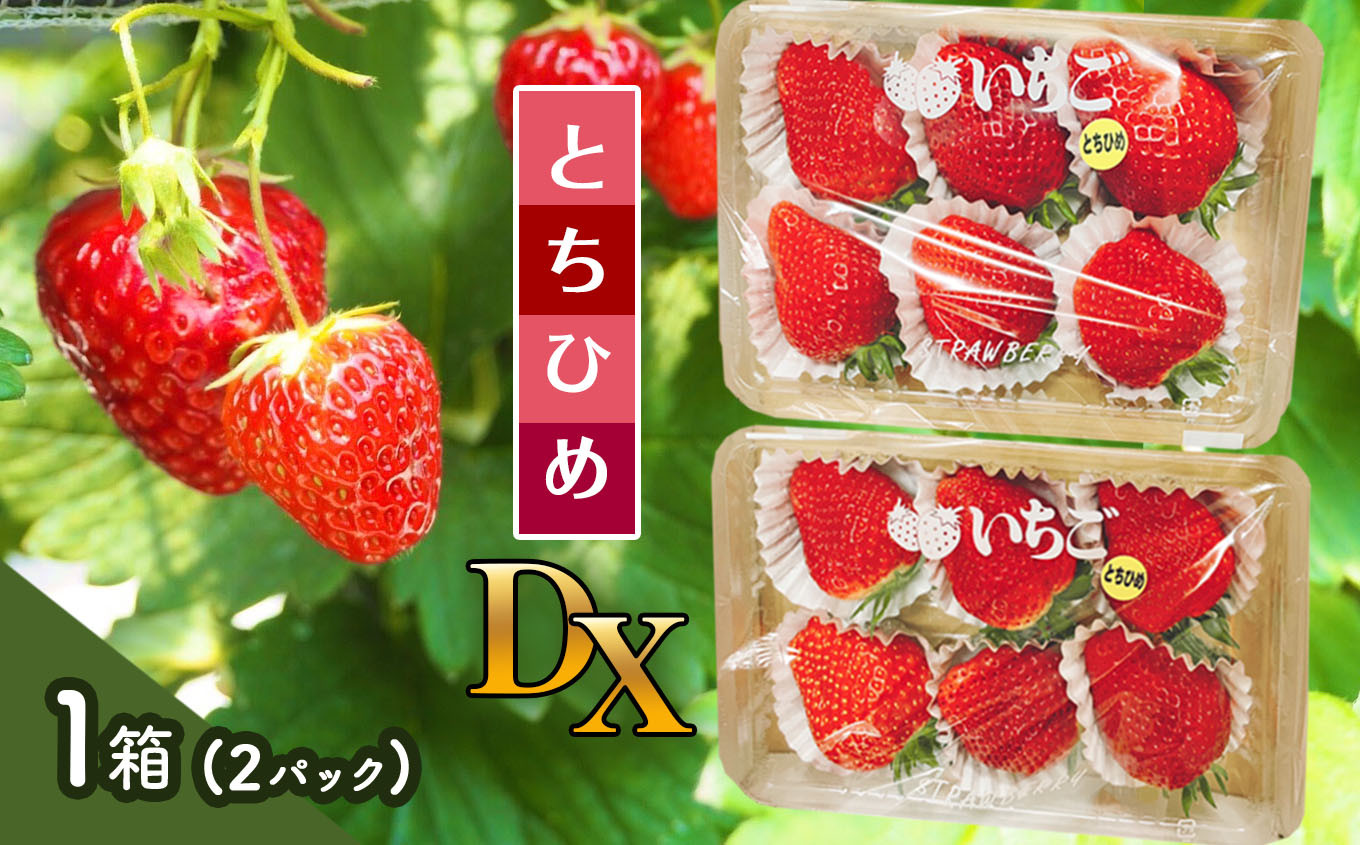 
                  いちご【先行予約】【2026年12月以降発送】とちひめ DX 1箱(2パック)【栃木県 真岡市産】いちご 果物 イチゴ 苺 旬 産地直送 国産
                