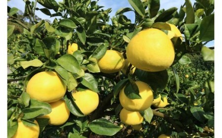 【訳あり】早川農園の土佐文旦（10㎏）柑橘 フルーツ みかん ザボン ぶんたん 先行予約【R00396】