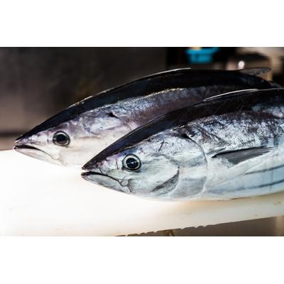 ふるさと納税 南国市 訳あり!わら焼きたたき2kg