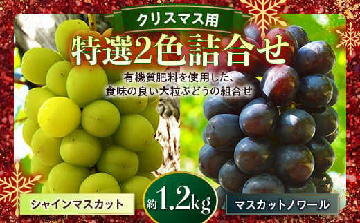 
            ≪先行予約≫贈答用 2024年 山形県 高畠町産 特選2色詰合せ( シャインマスカット・マスカットノワール) 約1.2kg(2房) 2024年12月23日～24にお届け クリスマス Xmas 年内届け ぶどう ブドウ 葡萄 マスカット 大粒 種なし 高級 くだもの 果物 詰合せ 食べ比べ 2種 白黒 フルーツ ギフト プレゼント 産地直送 農家直送 数量限定 F20B-433
          