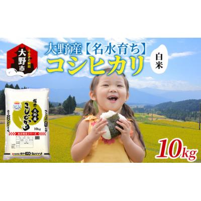 ふるさと納税 大野市 【令和7年産】大野産コシヒカリ(白米)10kg【大野ブランド米 名水育ち】