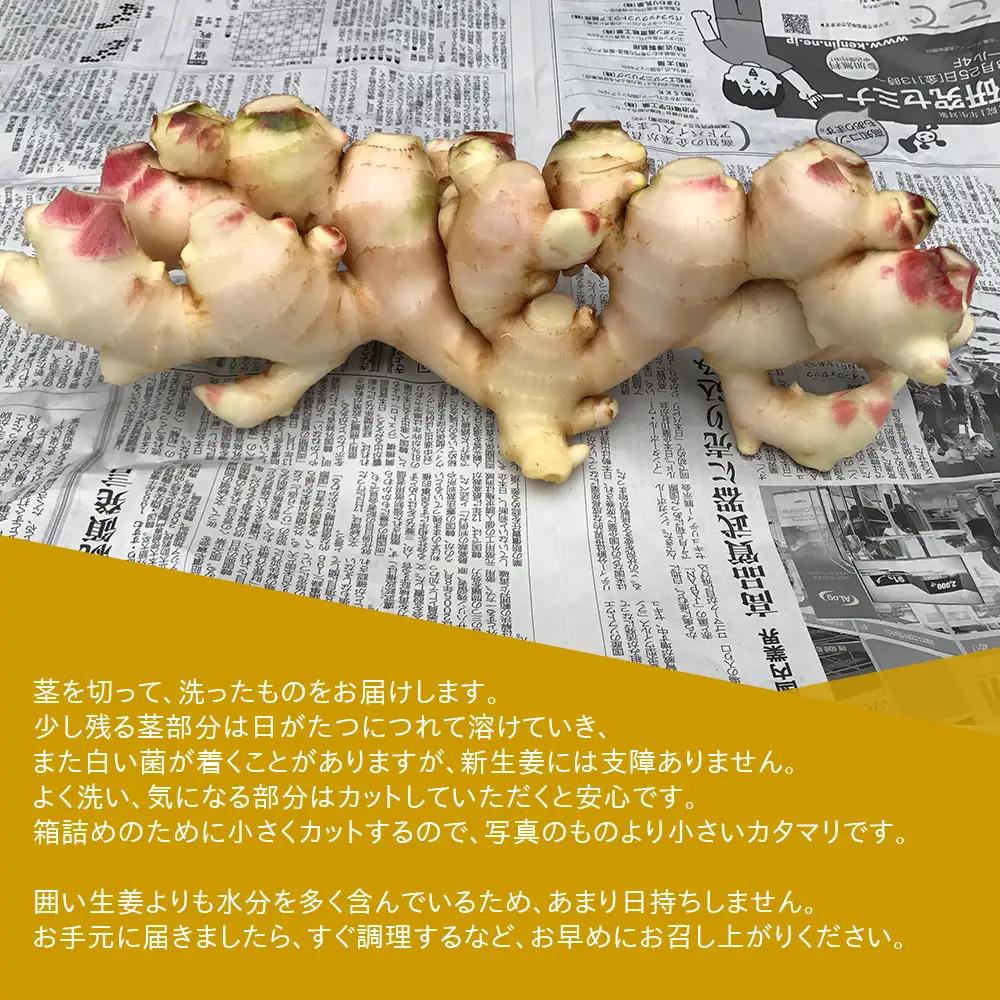 【先行予約・11月発送】新生姜 4kg 高知県産 秋限定 旬 国産 農家直送