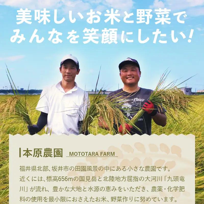 【先行予約】【令和8年産・新米】農家直送定期便 6ヶ月コース【玄米】本原農園のまごころコメた 福井県産 コシヒカリ 5kg × 6回 計30kg 【2026年10月上旬以降順次発送】 [G-8910_