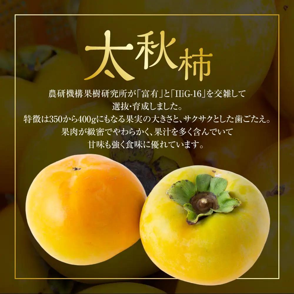 【先行予約】 江藤農園 太秋柿 （2Lから3L） 8玉から11玉 約3kg 【2026年10月下旬から11月上旬 出荷予定】