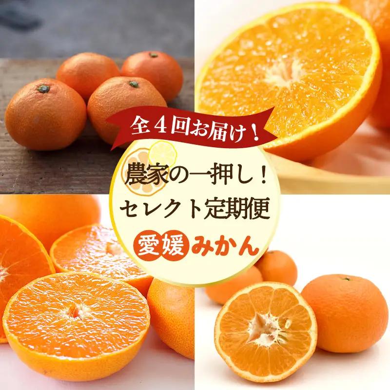 愛媛みかん 定期便 【全4回】 農家の一押し！ セレクト定期便 | 愛果28号 石地みかん せとか 完熟島いよかん 【KK337】